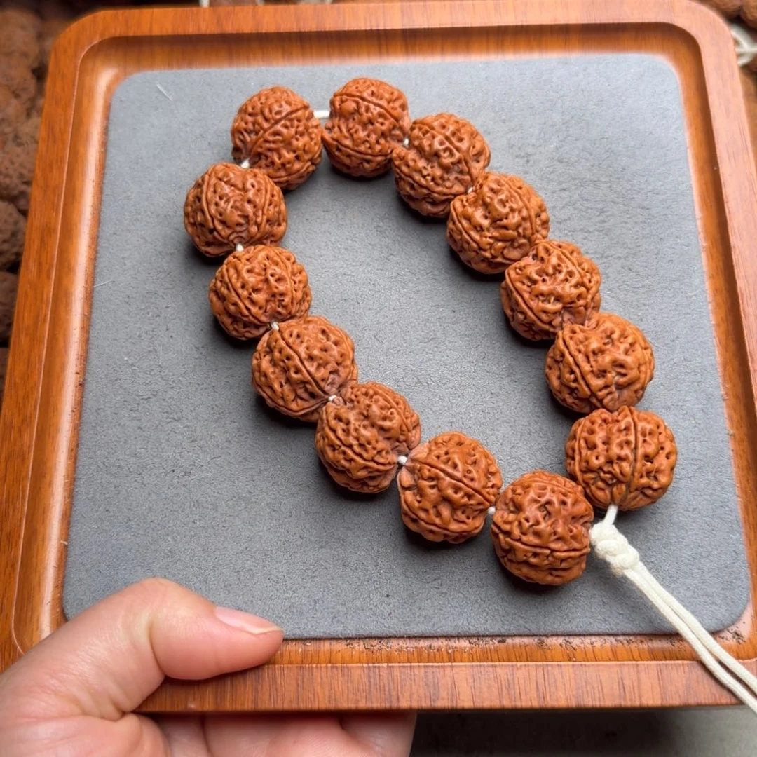 菩提菩提37号尼泊尔大金刚24五爪金龙