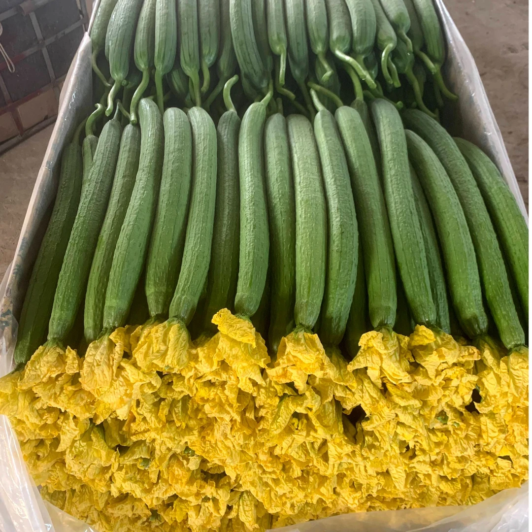 丝瓜新鲜丝瓜现摘先发农家自种绿皮丝瓜