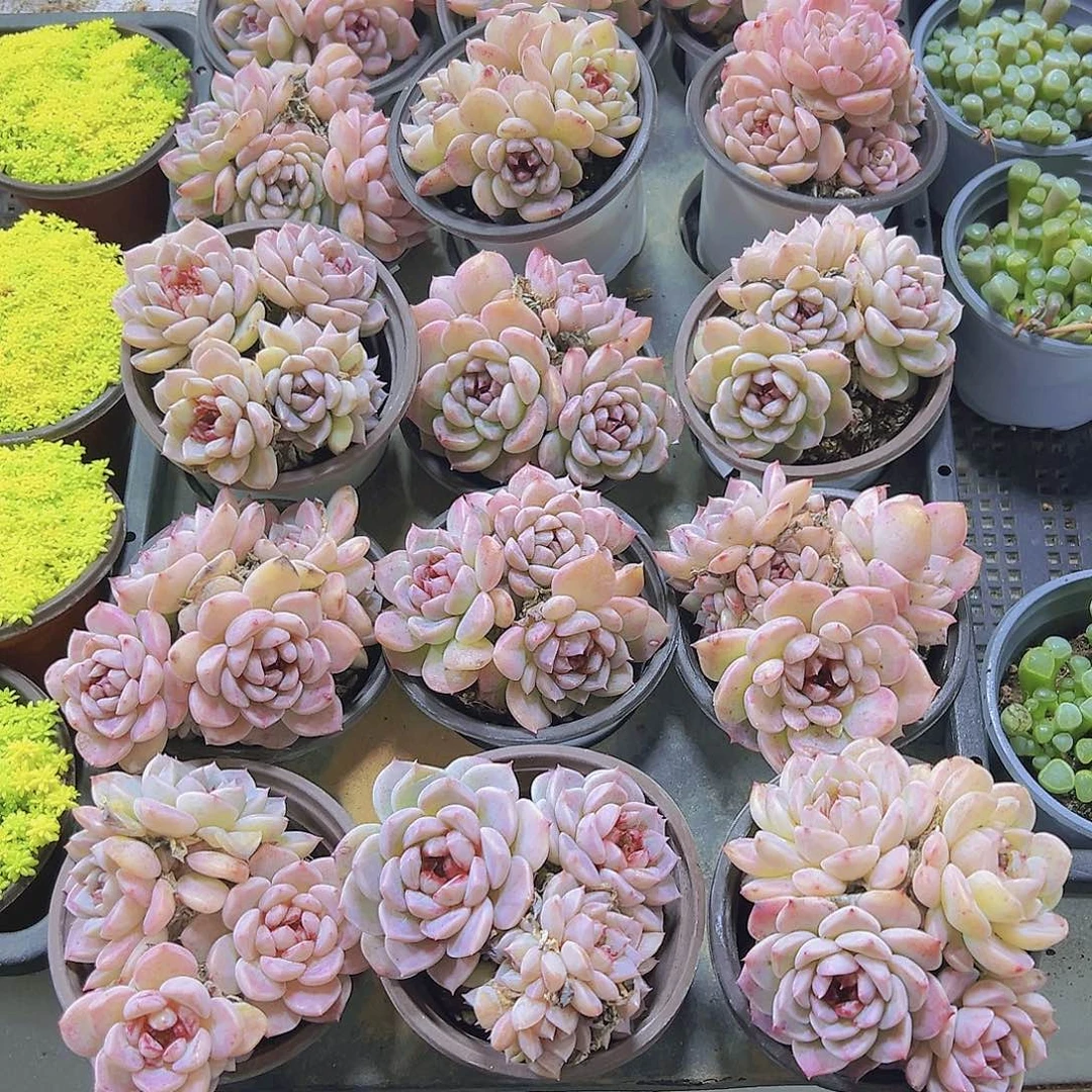 大鹅群大群19包邮多肉