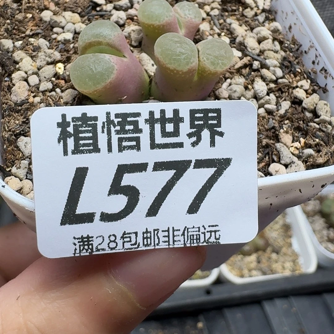 多肉植物的润泽fbb