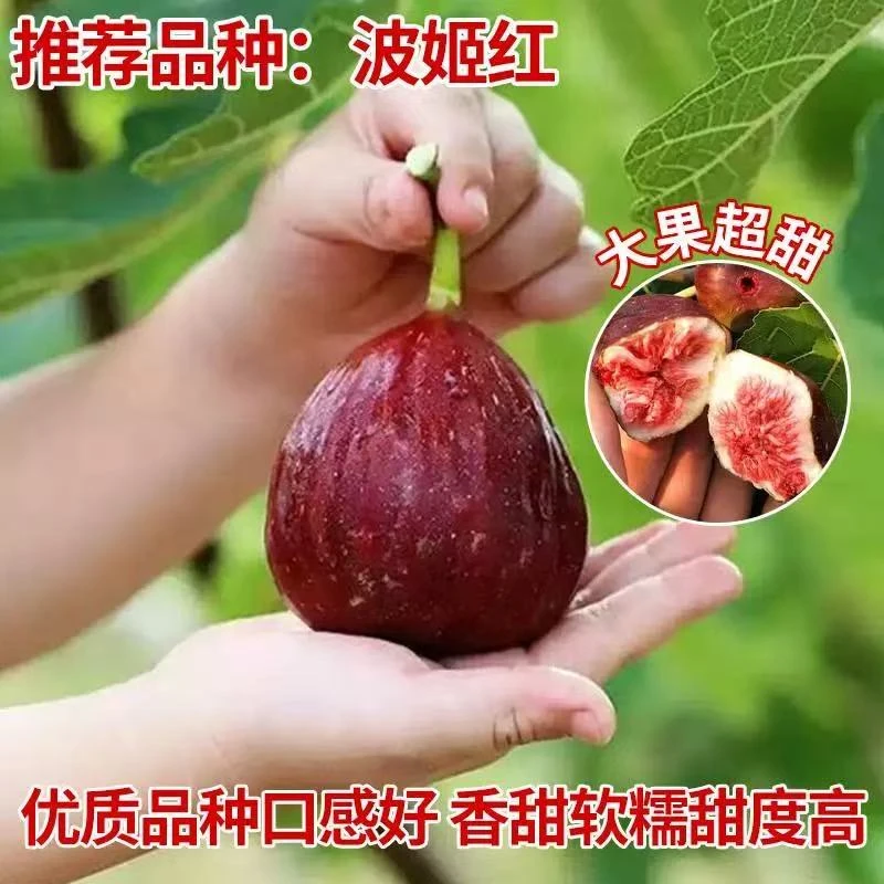 波姬红无花果盆栽地栽耐寒耐旱带原土球带果树苗大果子无花果树苗