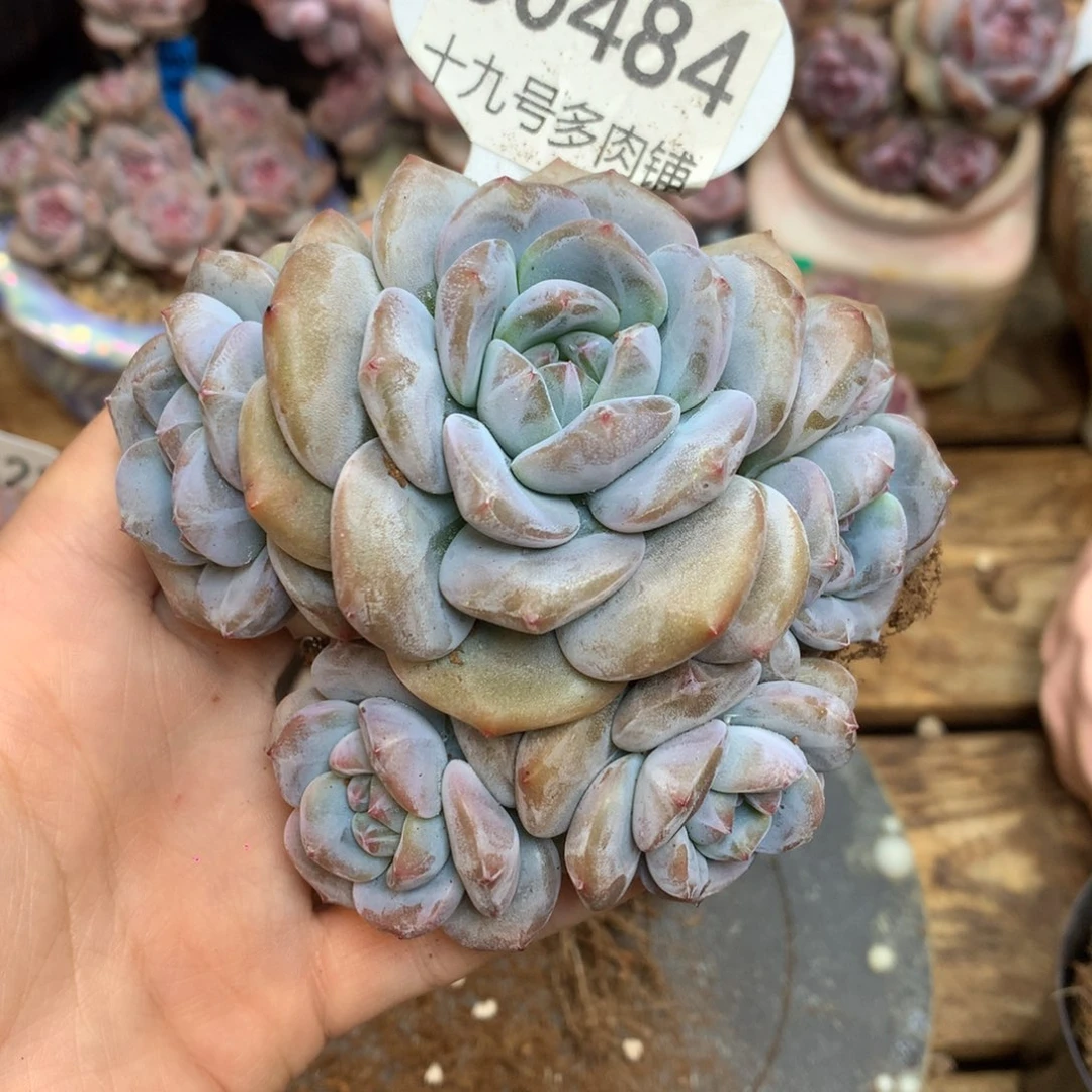 S0484 突尼斯 无砍老桩 自然群