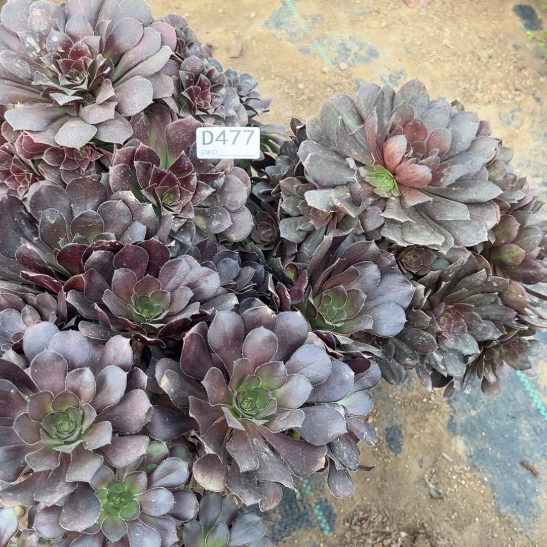 兰***儿 477三颗组合多肉植物法师