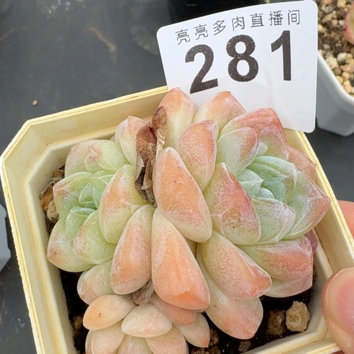 福利            多肉植物