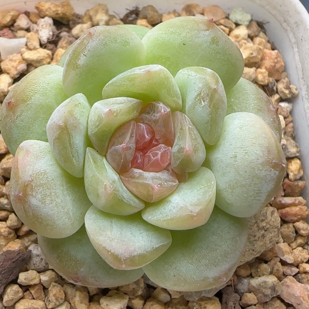 【满39包邮非偏远】621