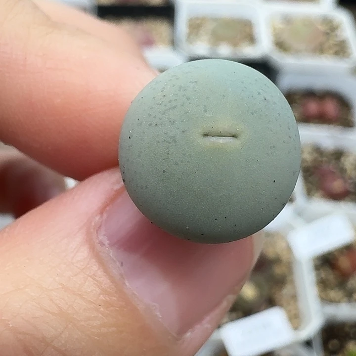 老马生石花433v嘴2338