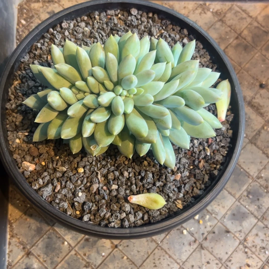 E***鹏多肉植物多肉植物