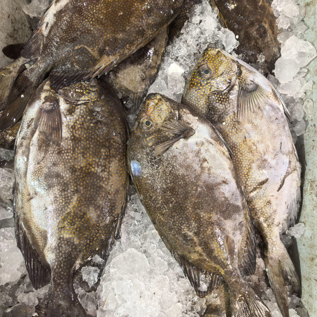 花泥猛鱼  新鲜现称 冷运到家