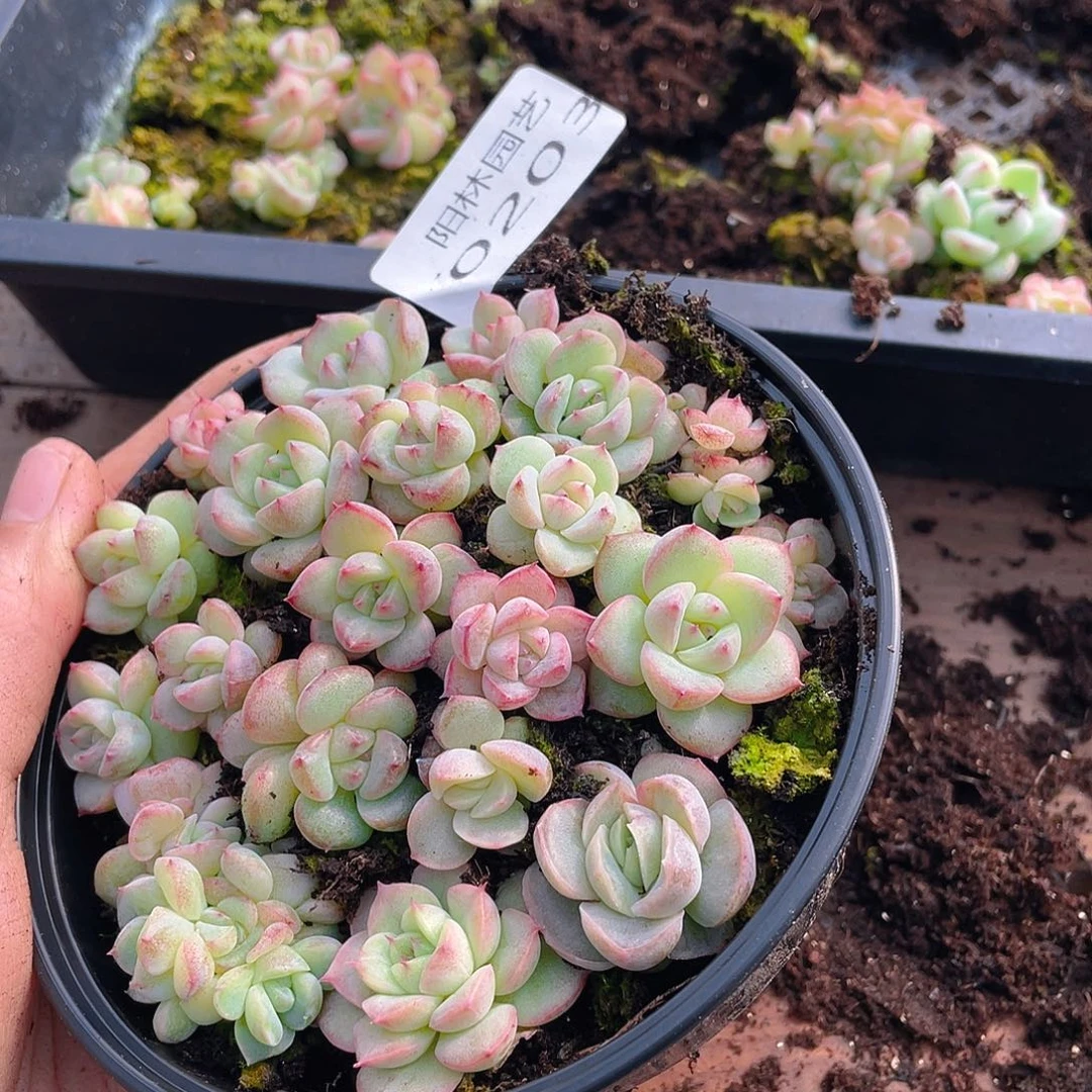多肉植物多肉植物203