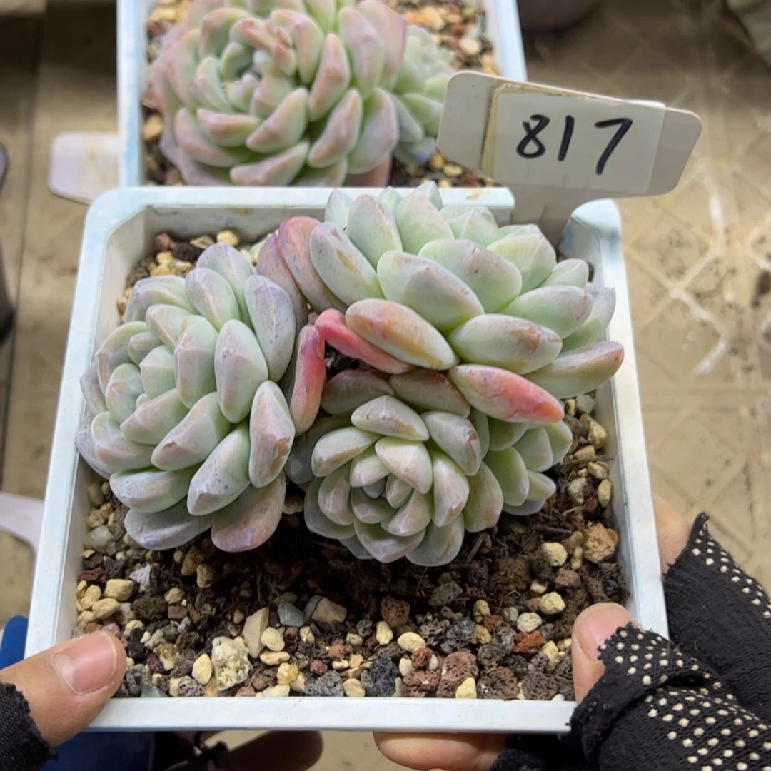 红陶婳817号多肉植物