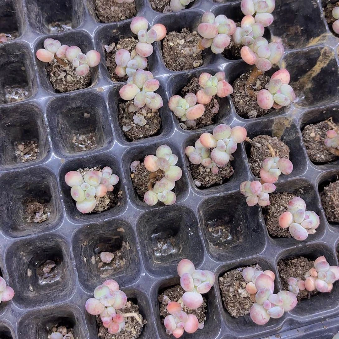 萤火虫两颗一组量拍