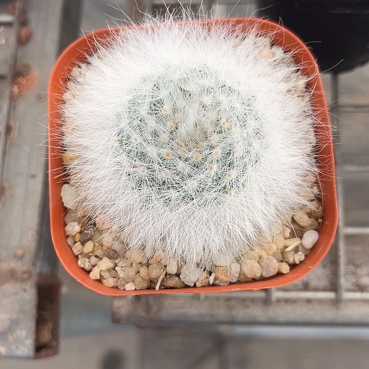 我也不知道我为什么要这样