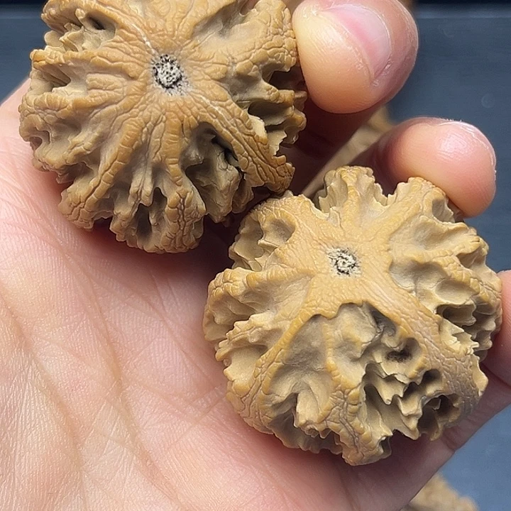 核桃秦岭突突突突突