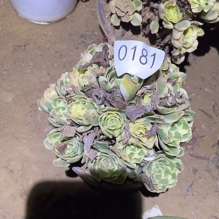 多肉植物法师181迈巴赫