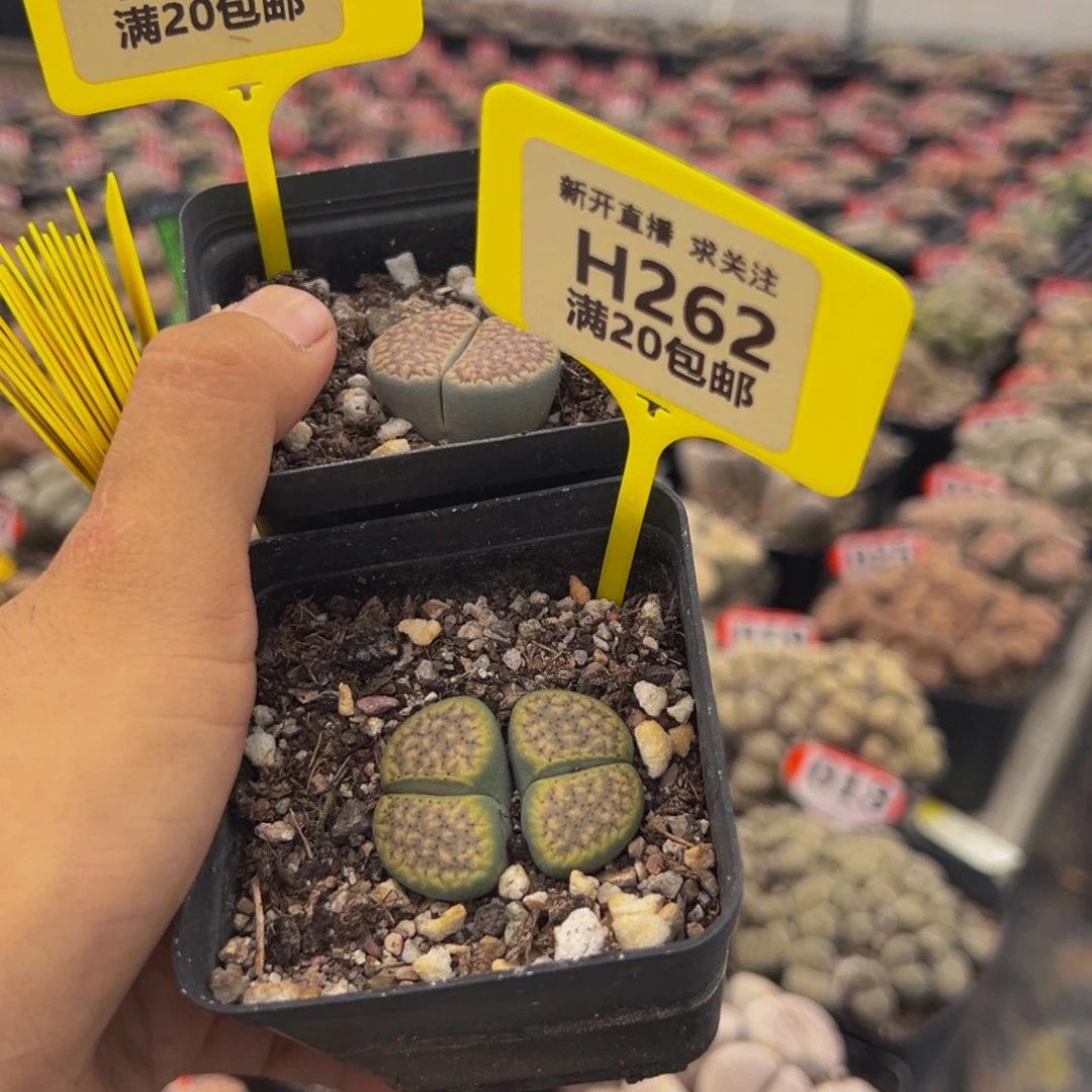 261.262生石花大群生大群生