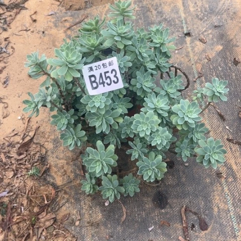 453薄化妆不包断枝