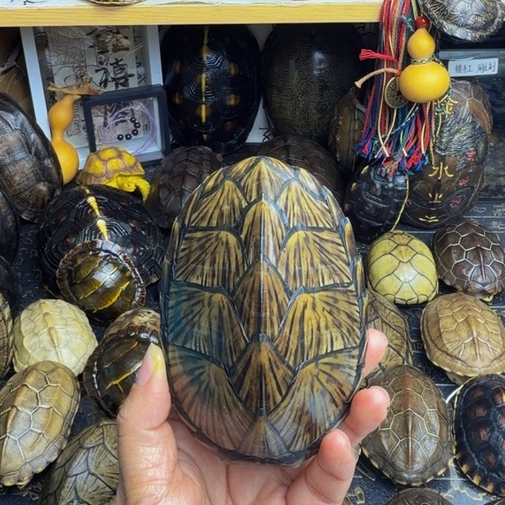 海***扬有机玻璃龟甲手把件