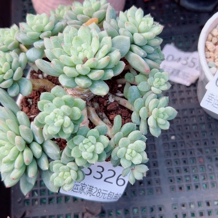 幸运的人会遇到你喜欢你