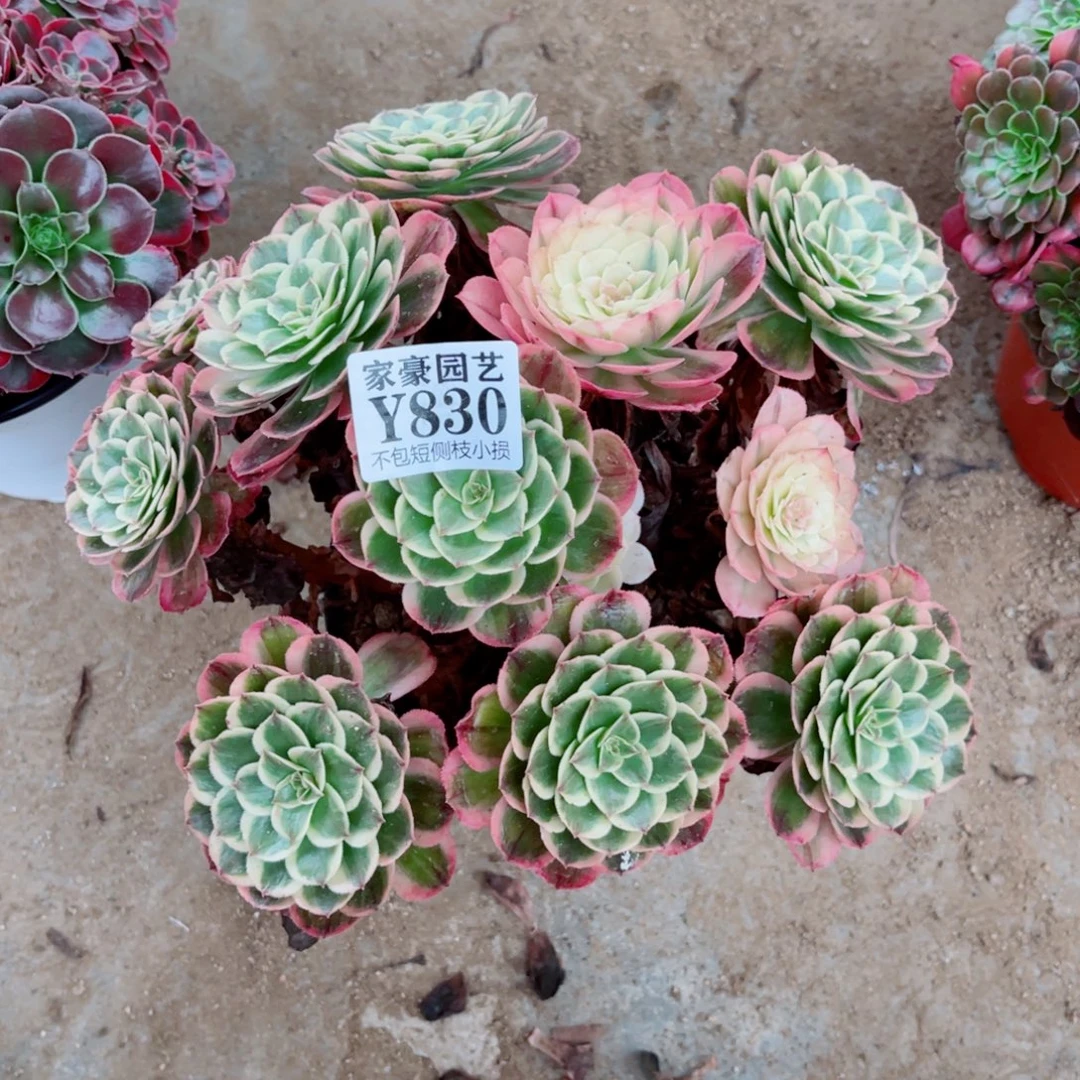 830海神冠幅22左右2