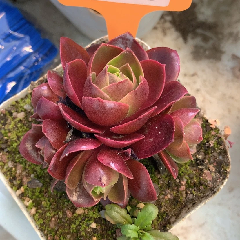 【闪购商品】yjj253云霞