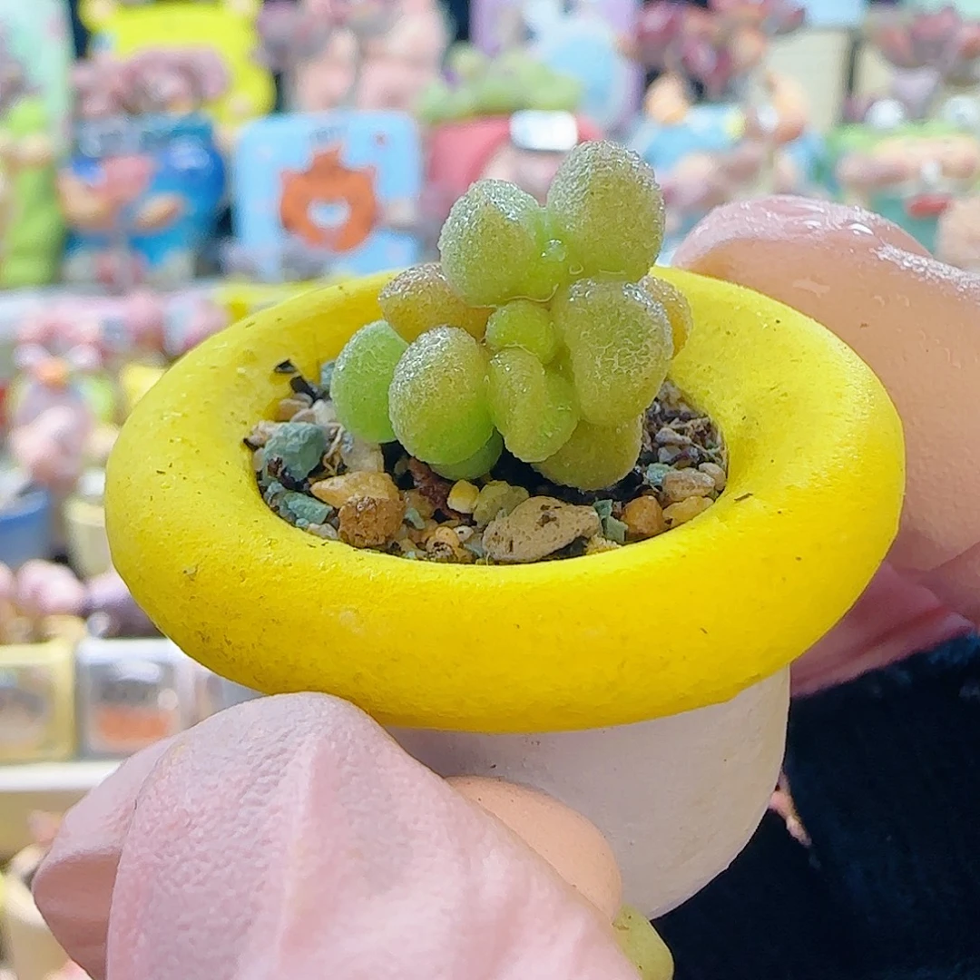 L 可爱银之卵 盆口2.5cm