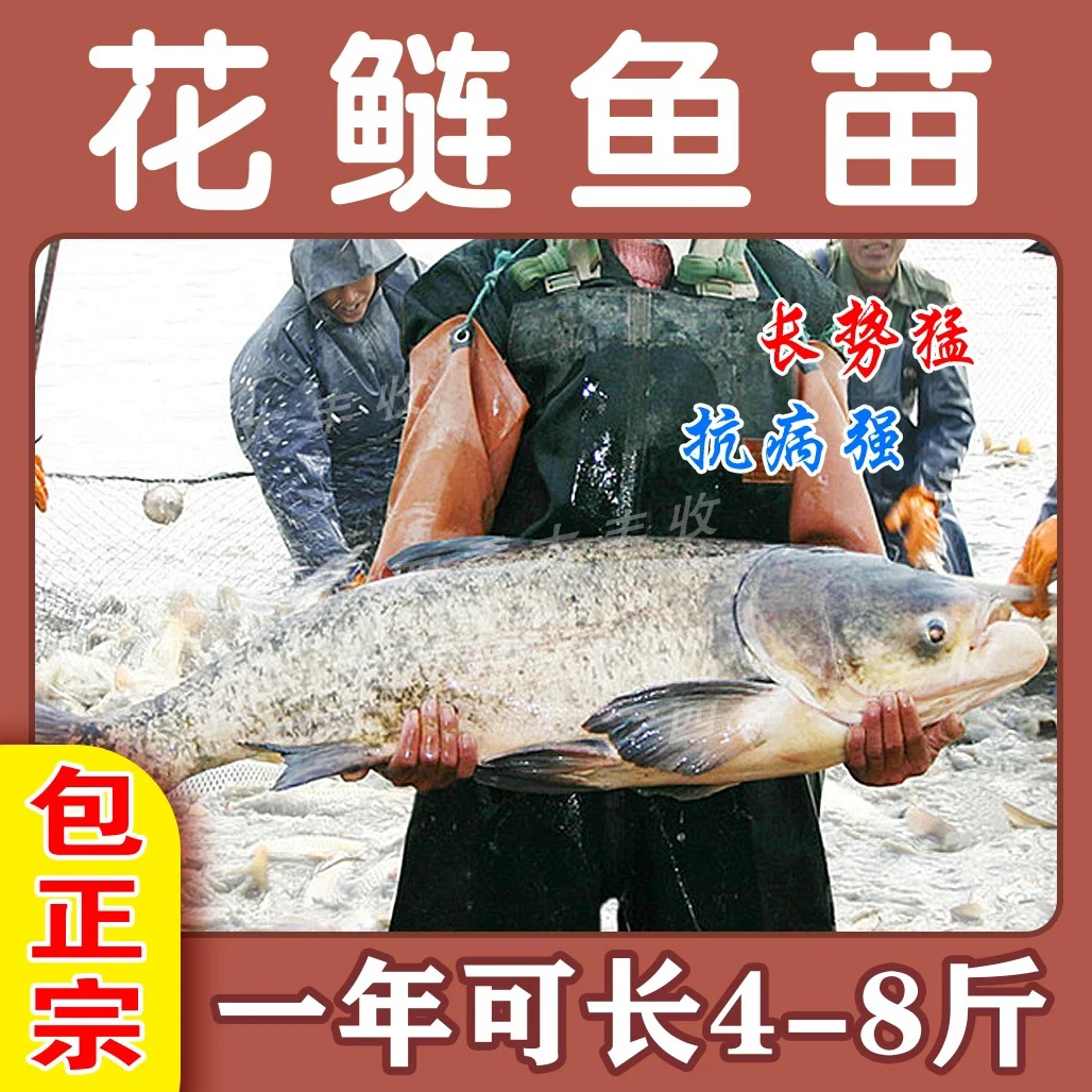 广东花鲢鱼 大头鱼 淡水水族活体宠物观赏鱼