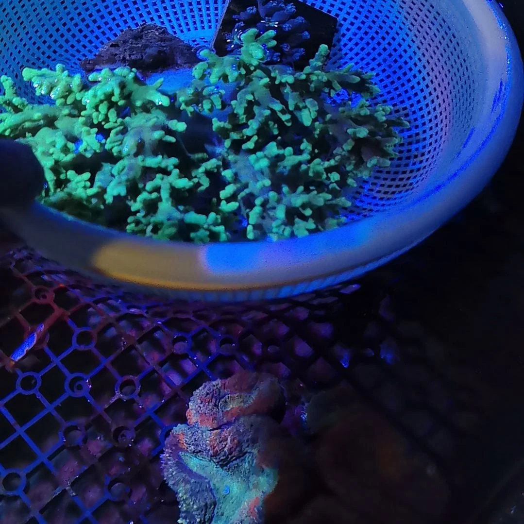 纽扣珊瑚绿手指套餐