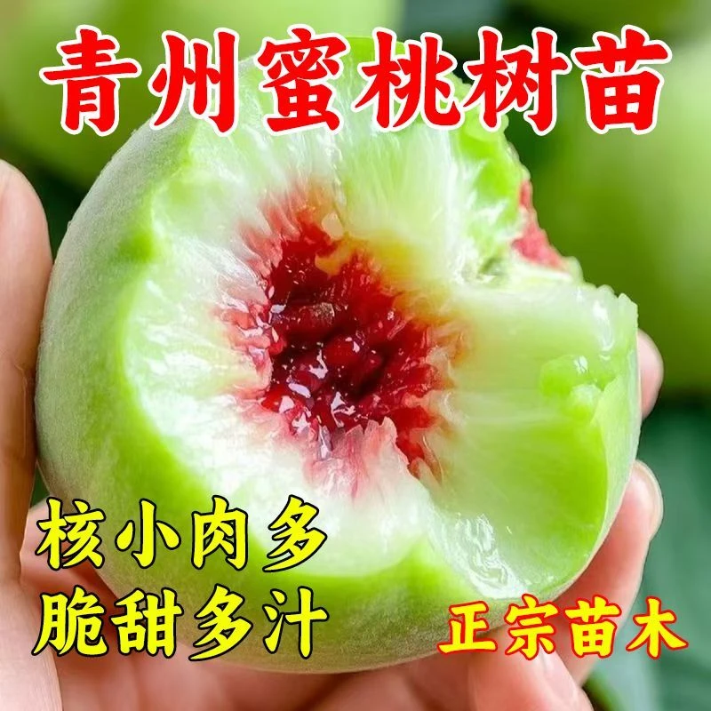 正宗嫁接桃树苗青州蜜桃树苗南北方盆栽地栽种植桃树当年结果桃苗