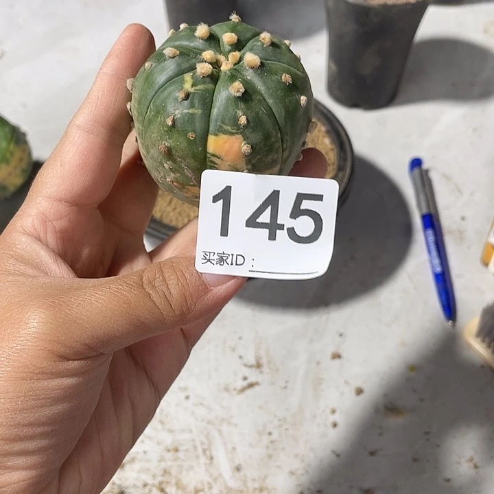 无根145号兜锦一个