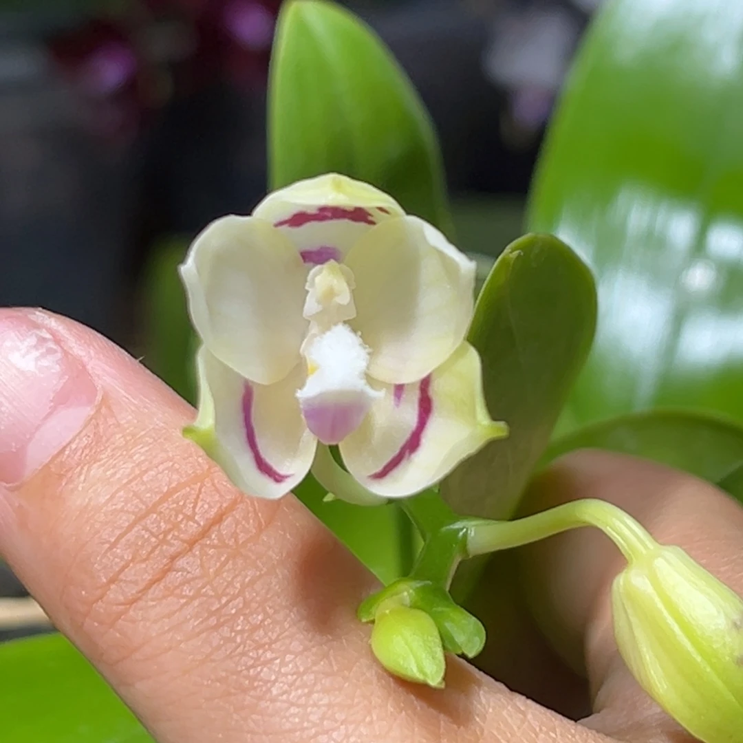 大部分开放少量花苞双苗