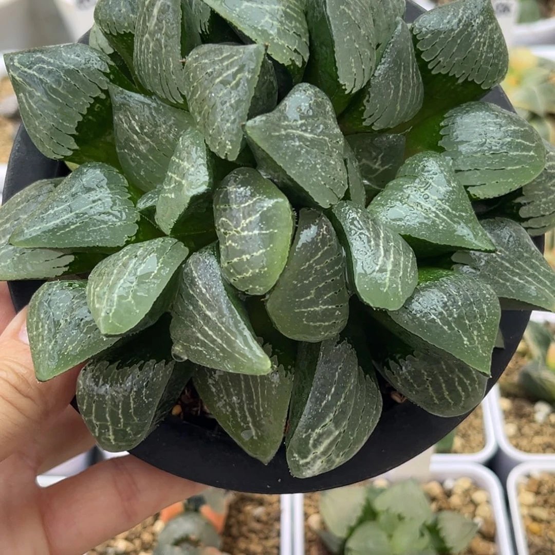 18双头实生寿十二卷多肉