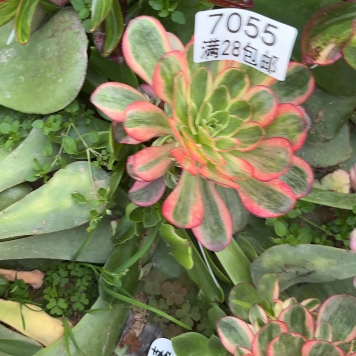 E.  7055玫瑰锦多肉