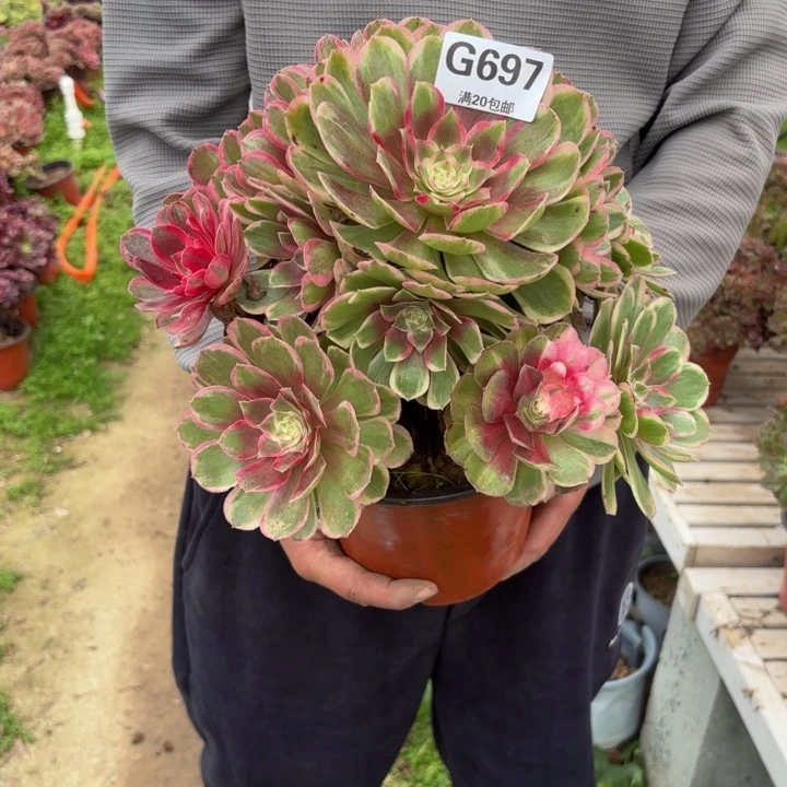 瑞妈多肉园艺697孔雀翎