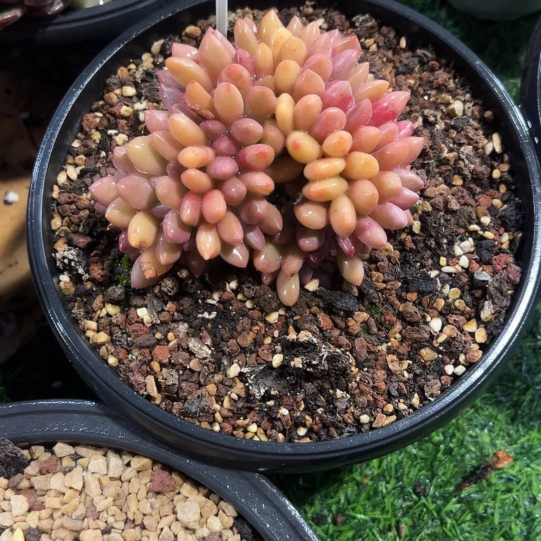 桃花源缀化182号多肉