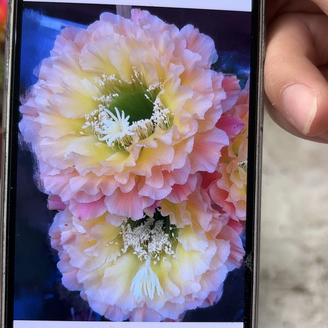 毛花柱5公分左右侧牙