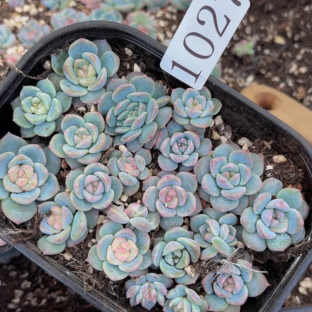 多肉植物多肉植物1027