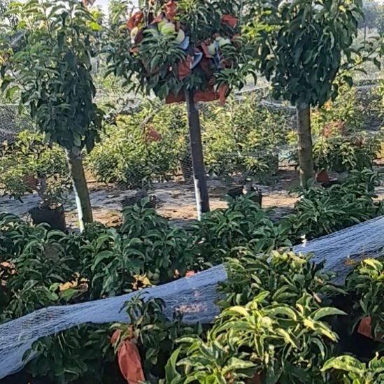 无花朵高杆苹果盆栽