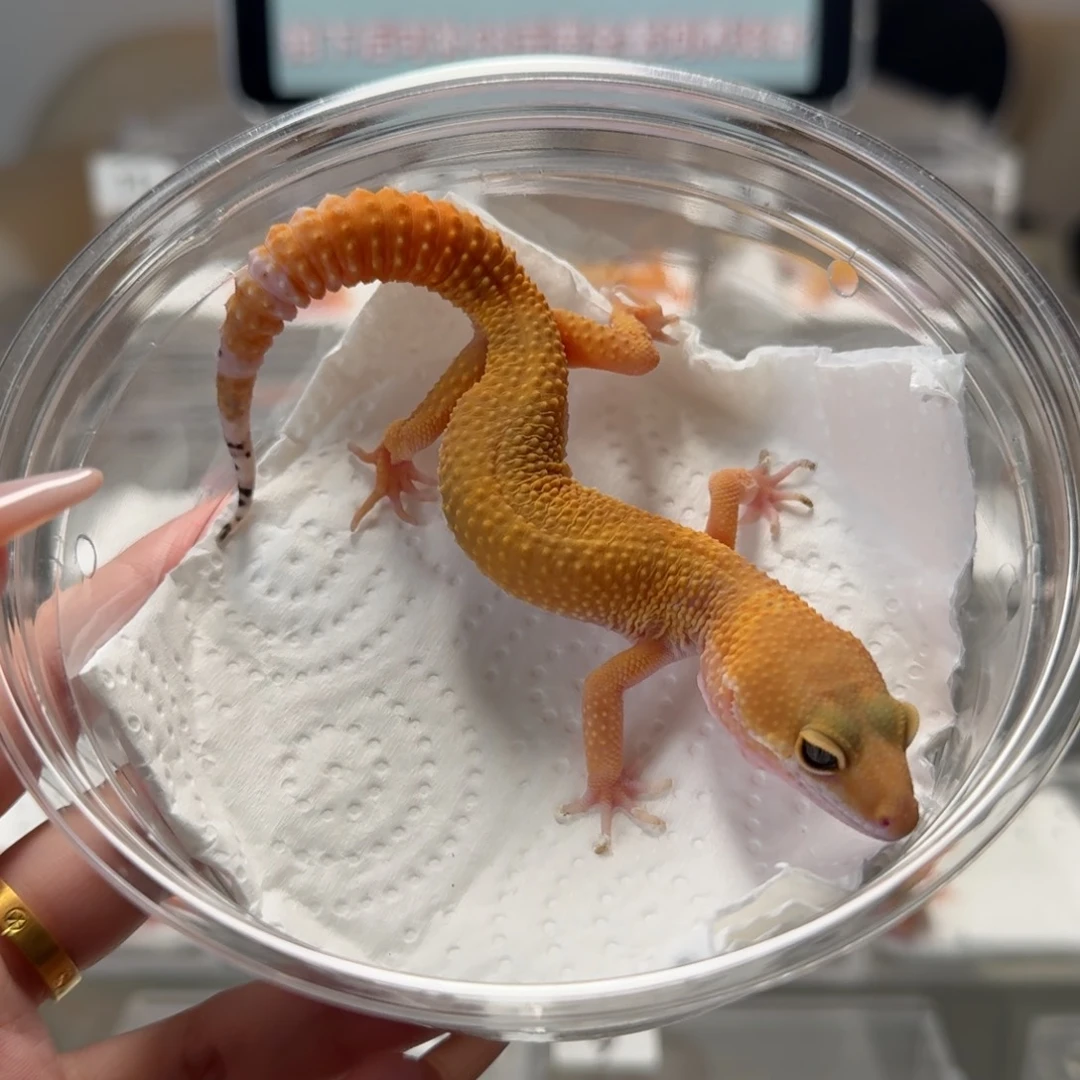 豹纹守宫蜜桔妹妹