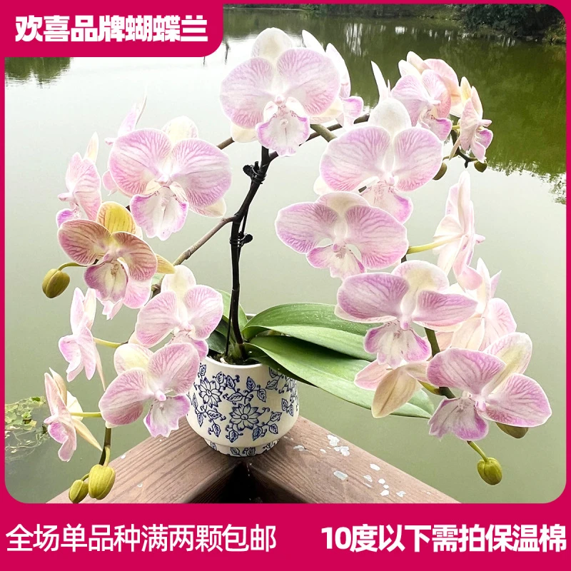 【彩蝶】蝴蝶兰鲜花绿植室内花 带花带花苞发货