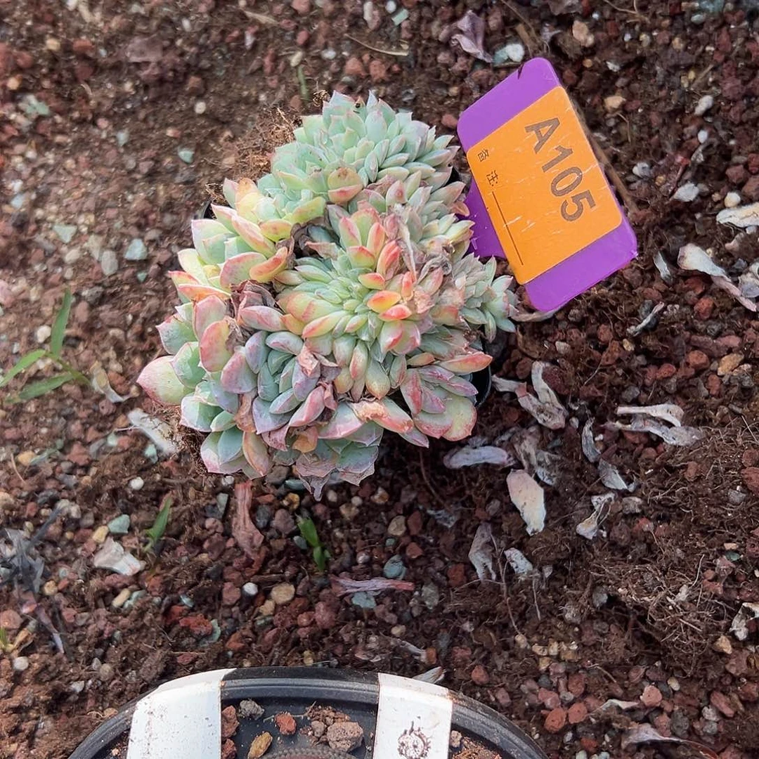 龙***豆多肉植物一物一拍