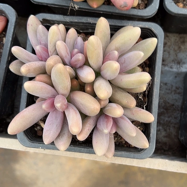 糖果美人群生多肉