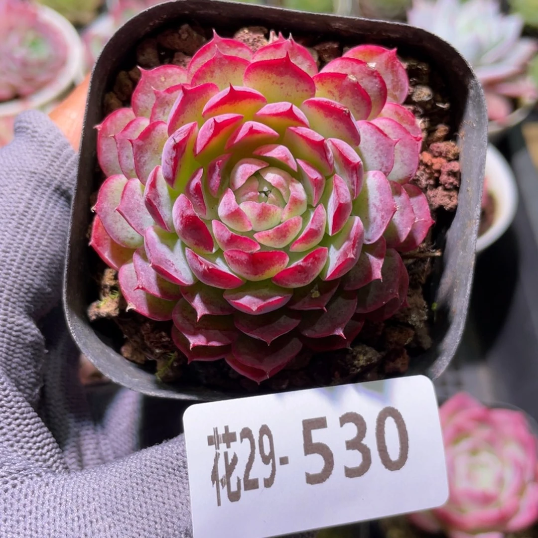 花利美29-530朱砂痣