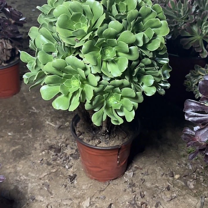 多肉植物法师绿羊绒6