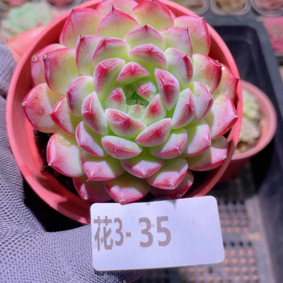 花利美 3-35糖心新品