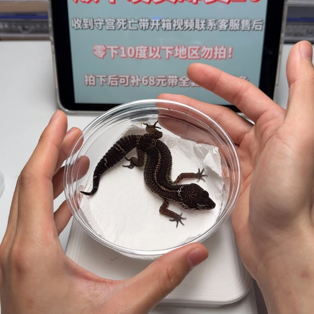 豹纹守宫黑夜妹妹