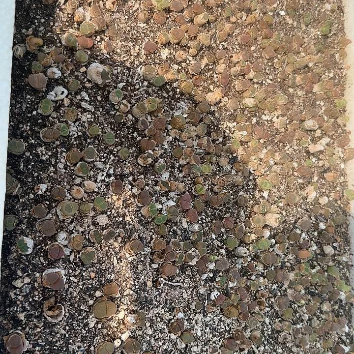 B081 风铃整箱脱土发货