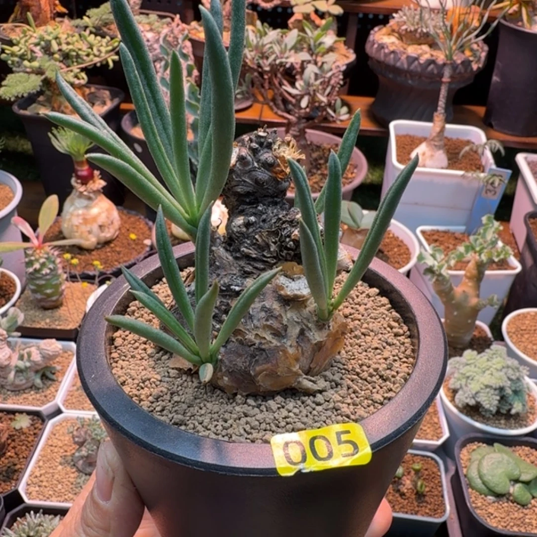 钟小馗005 仙人掌