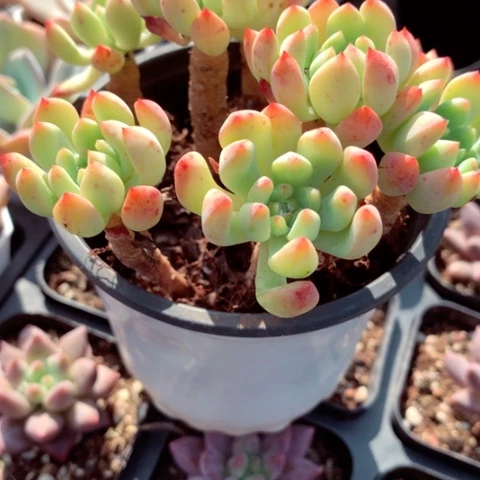 蓝苹果。