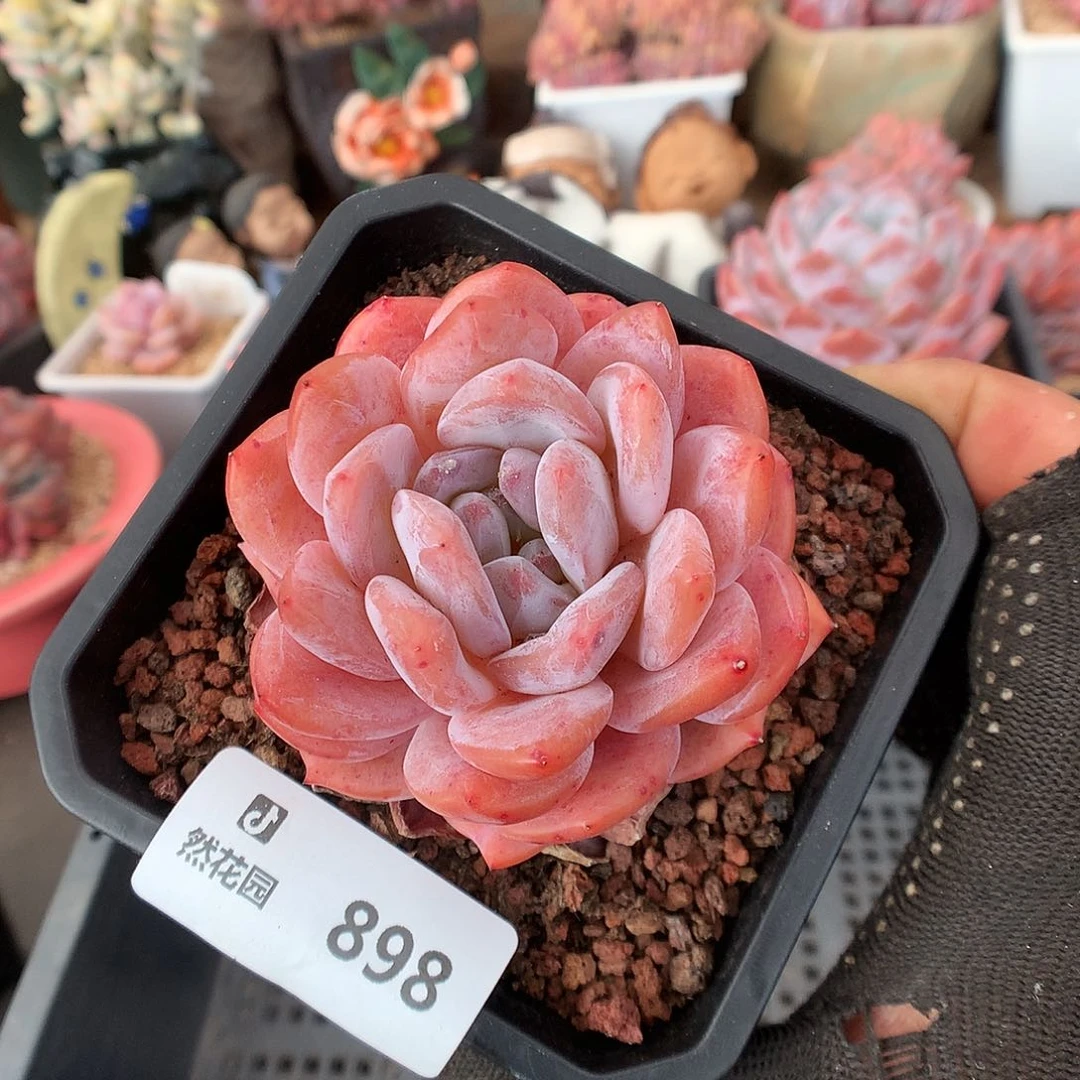 898冰橙多肉植物6663