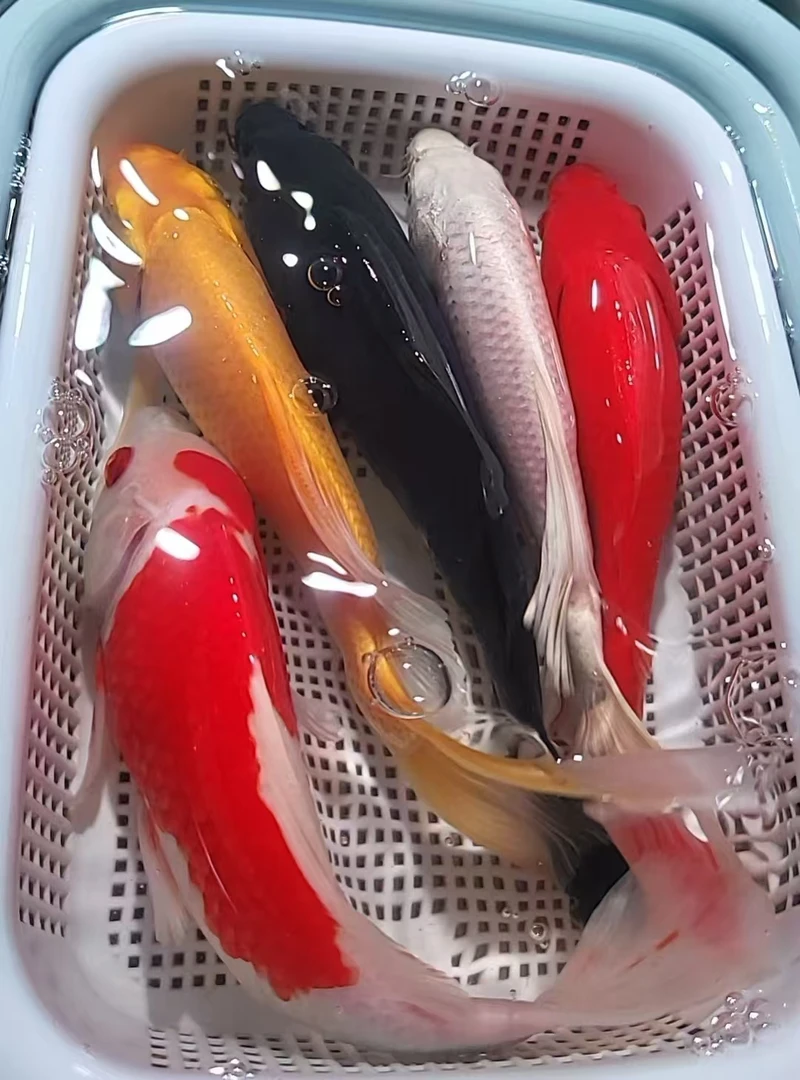 26号【15-17公分1黄1白1黑1红草1红白或三色锦鲤】冷水鱼 观赏鱼